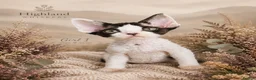 Devon Rex cats for sale: Devon Rex Kittens GCCf Registered Champions - Advert 6