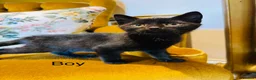 Mixed Breed cats for sale: *READY NOW* 3 Beautiful Black Kittens  - Advert 7