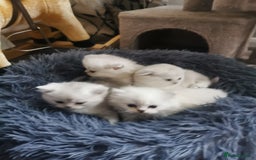 Scottish Fold cats for sale: Scottish Fold/Straight Kittens  - Image 15