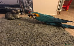 Macaws birds for sale: 6yr old Blue/Gold Wing Macaw  - Image 16