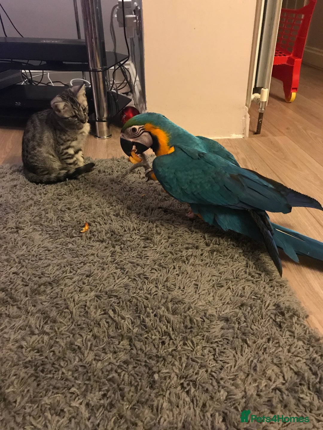 Macaws birds for sale: 6yr old Blue/Gold Wing Macaw  - Image 16