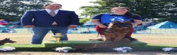 German Shepherd dogs for sale: 1 year old super long coat female  - Advert 3