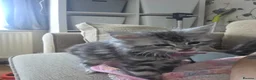 Maine Coon cats for sale: 2 stunning kittens left - Advert 13