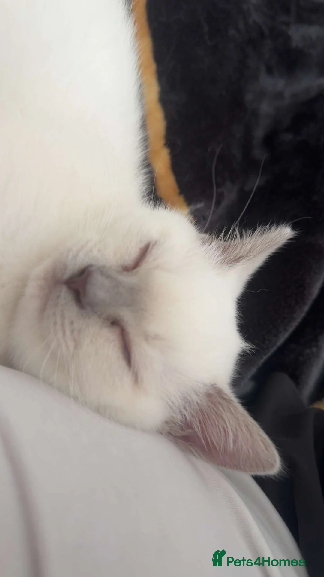 British Shorthair cats for sale: Two British shorthairs  - Advert 2