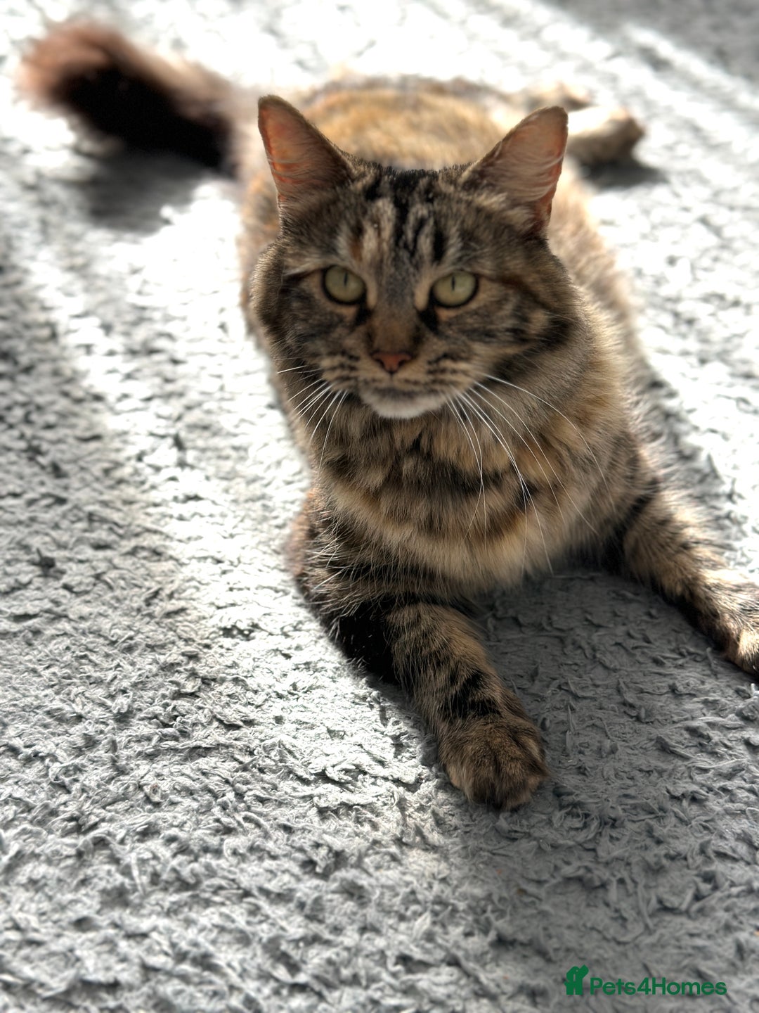 Mixed Breed cats for sale: 4 black tabby male kittens for sale - Advert 2