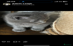 British Shorthair cats for sale: Missy & her 3 kittens & adopted rescue kitten scar - Image 10