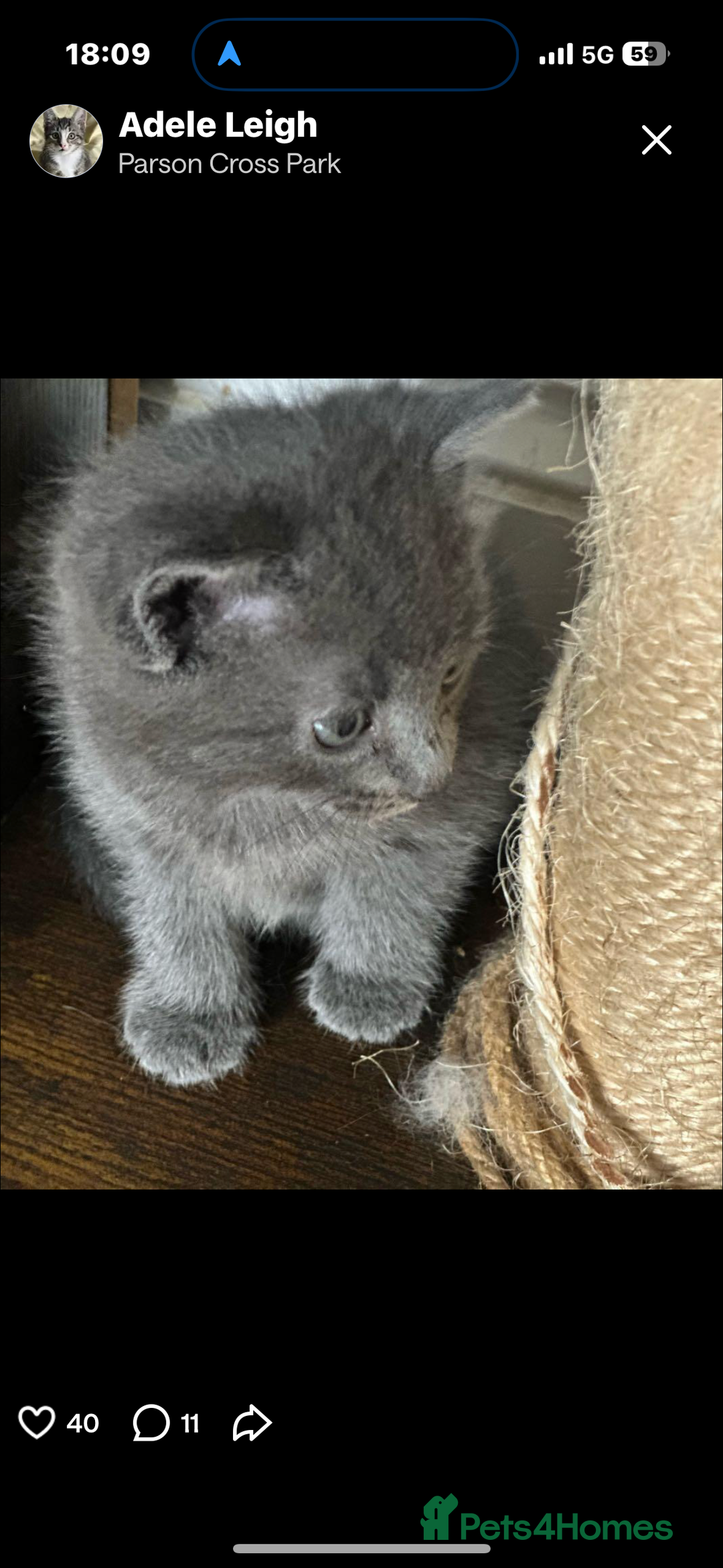 British Shorthair cats for sale: Missy & her 3 kittens & adopted rescue kitten scar - Image 10