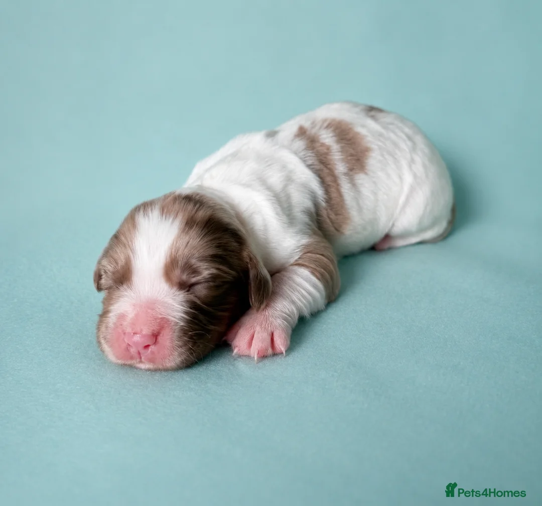 Cocker Spaniel dogs for sale: Last Blue Merle cocker boy  - Advert 19