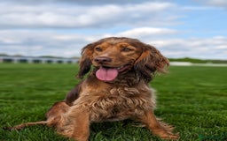 Cocker Spaniel dogs for sale: Kc Reg - Working Cocker Spaniel Puppies DNA Tested - Advert 12
