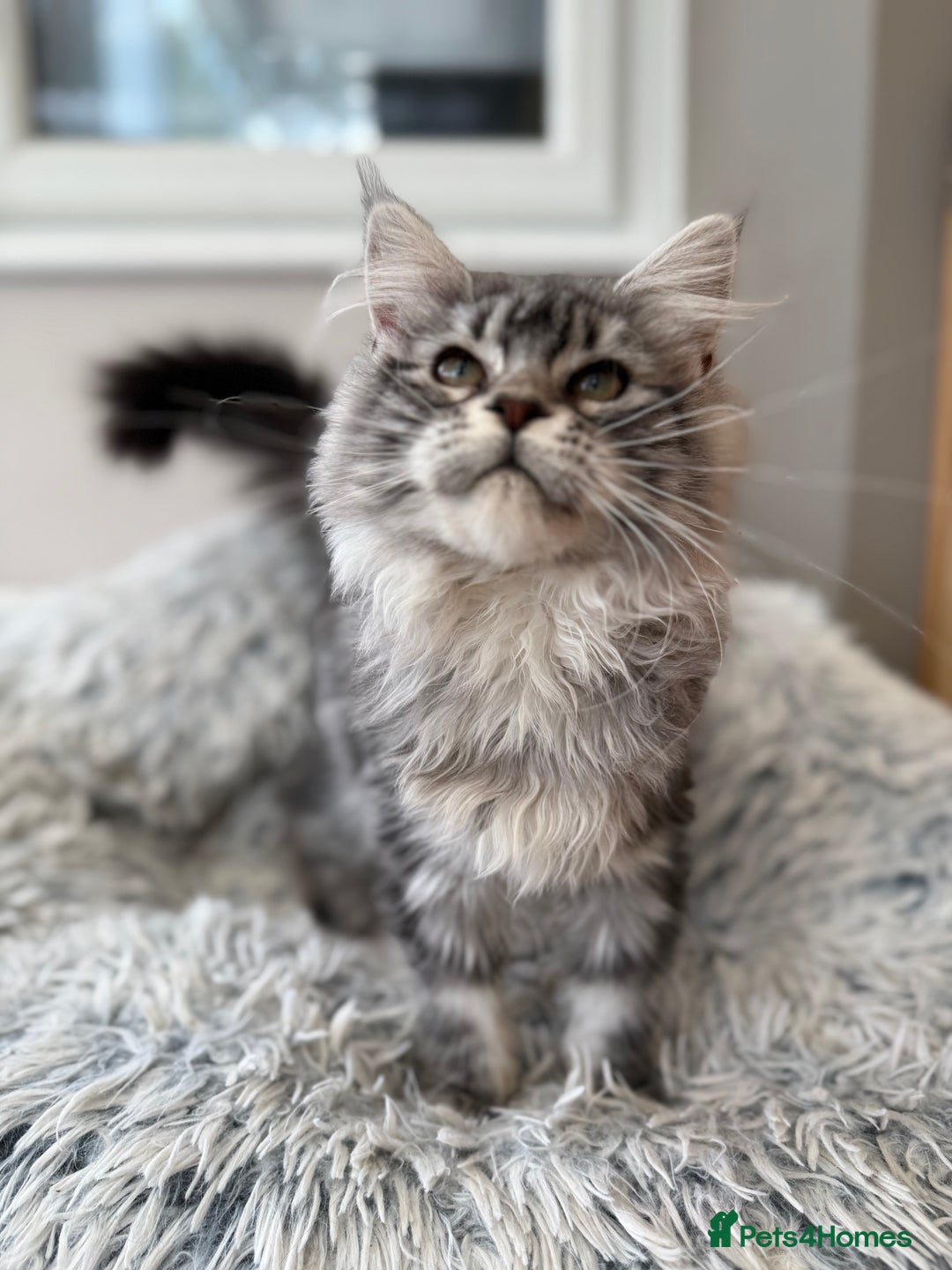 Maine Coon cats for sale: Outstanding pedigree kittens ACTIVE - Advert 2