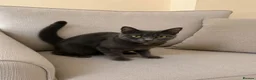 Russian Blue cats for sale: Our beautiful Luna - Advert 2