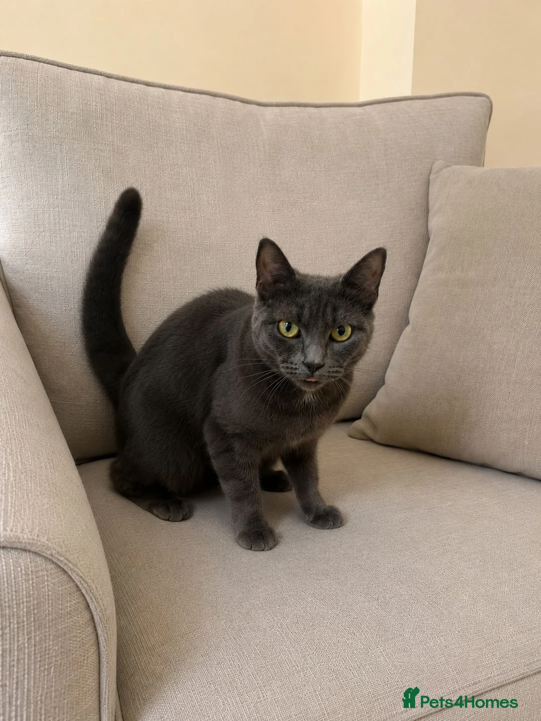Russian Blue cats for sale: Our beautiful Luna - Advert 2