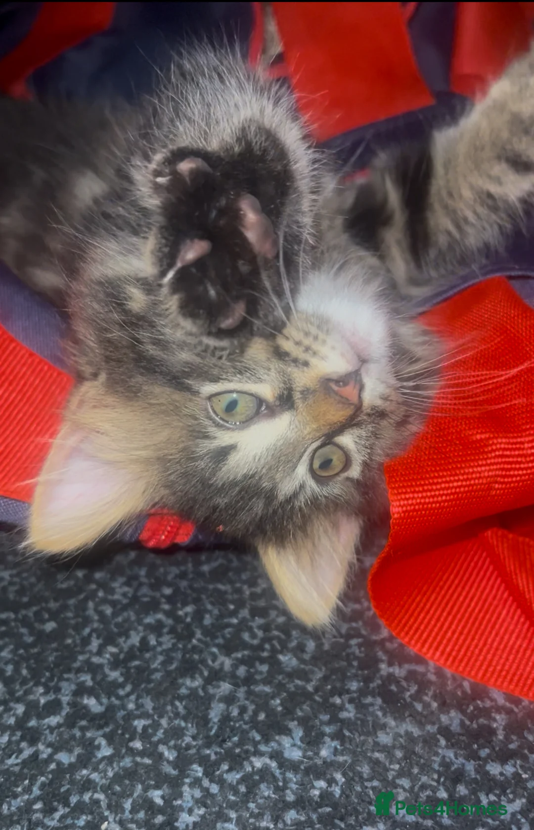 Bengal cats for sale: Half Bengal X Half Maine Coon for sale  - Advert 10