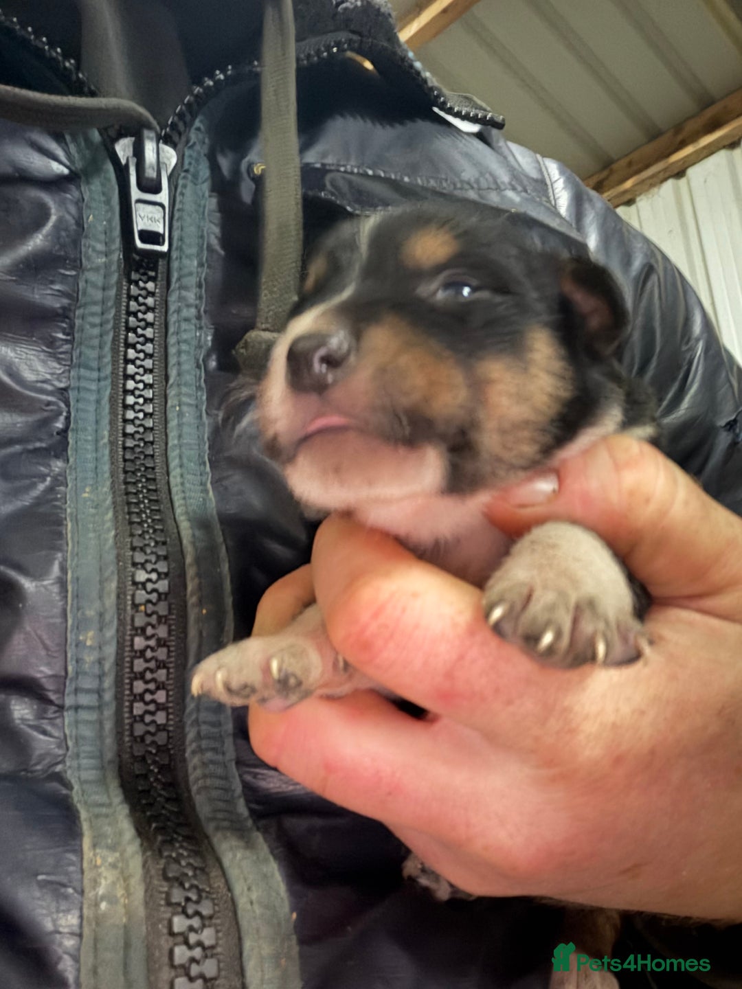 Mixed Breed dogs for sale: kelpie/blue heelers - Advert 5