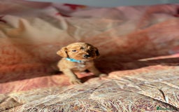 Cocker Spaniel dogs for sale: 🧡Fox Red WCS🧡 - Image 18