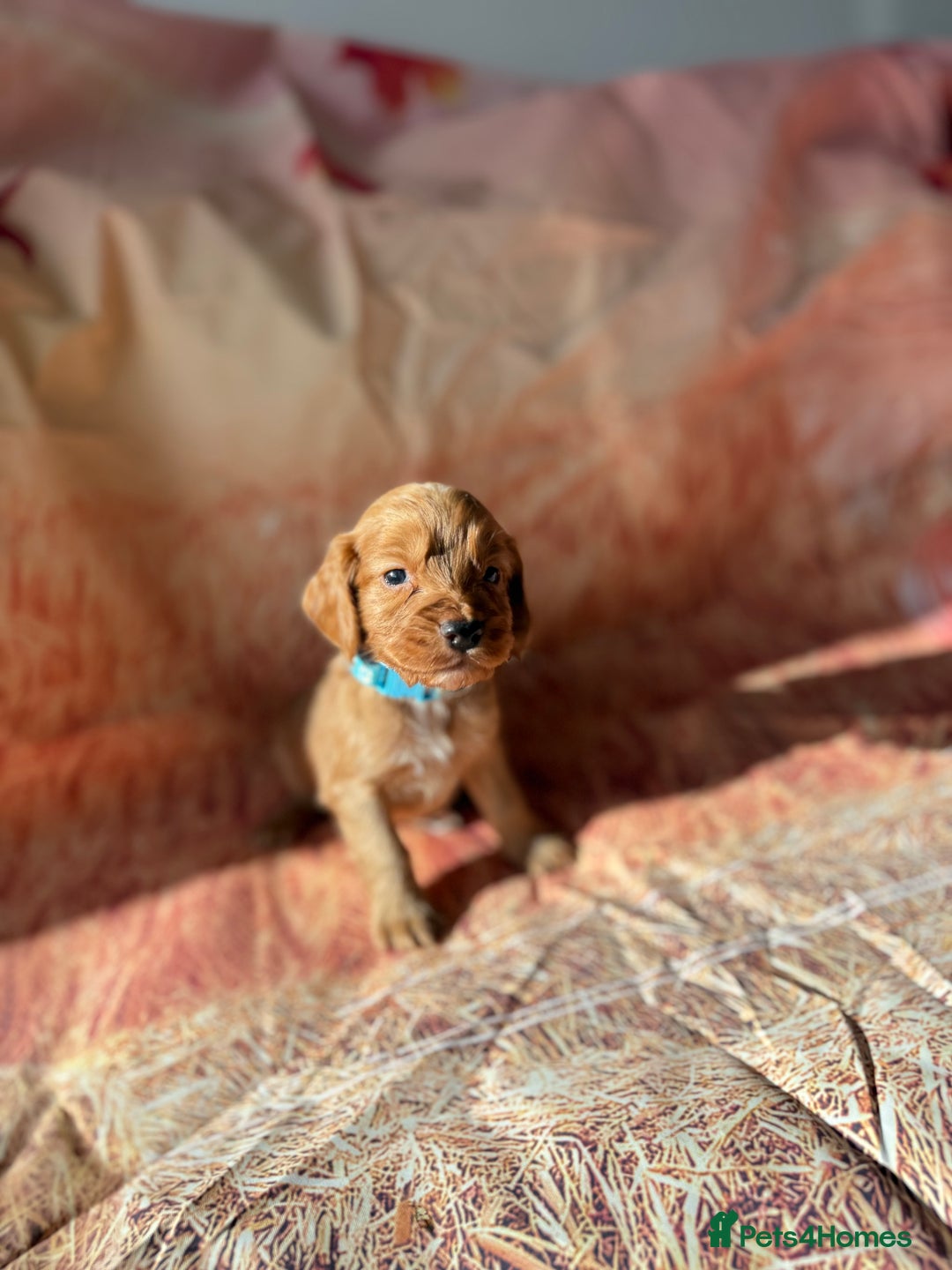 Cocker Spaniel dogs for sale: 🧡Fox Red WCS🧡 - Image 18