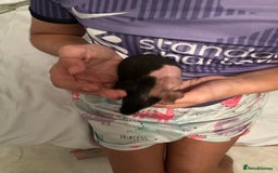 Guinea Pig rodents for sale: Guinea pigs (skinny) - Image 8