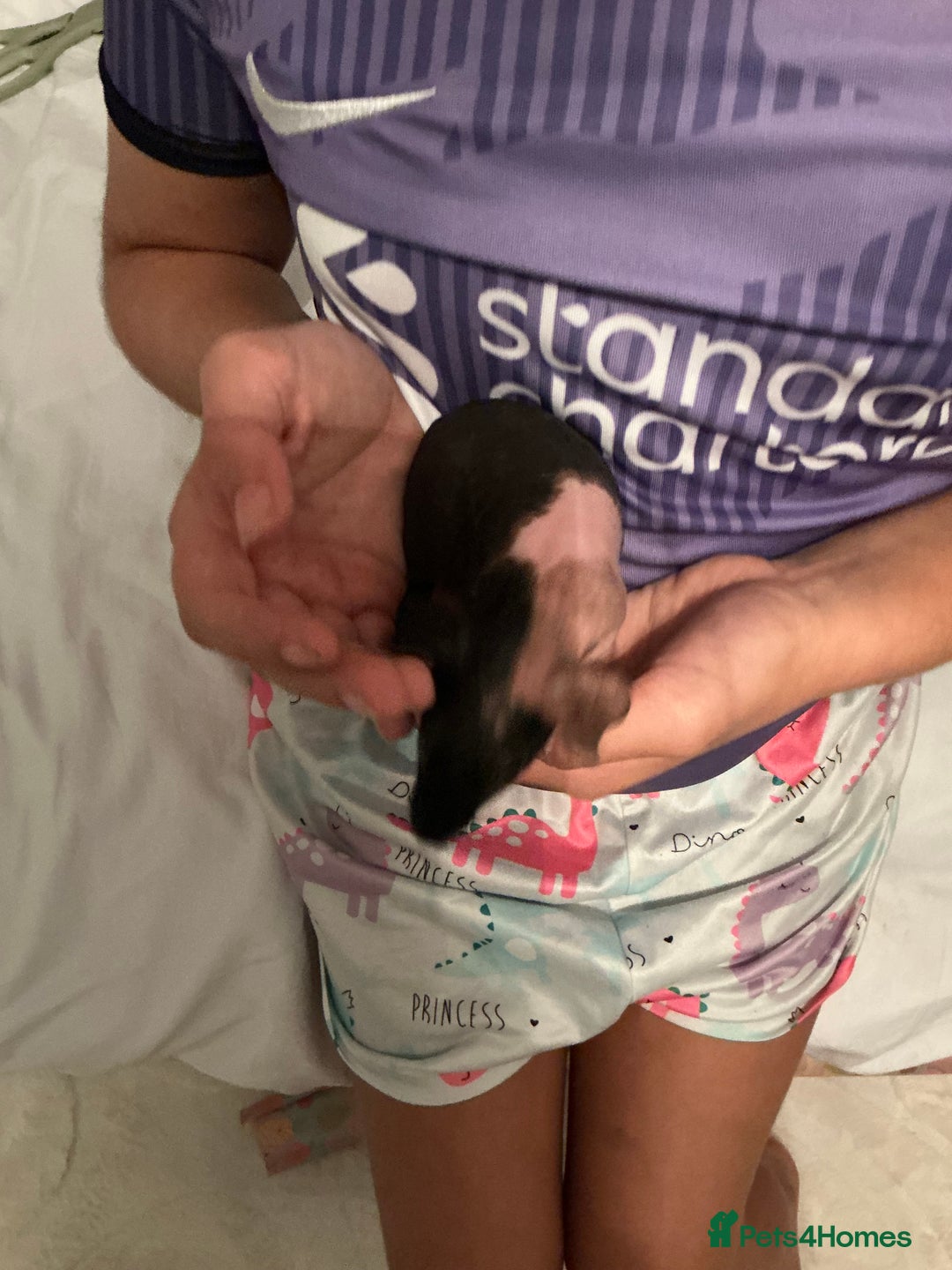 Guinea Pig rodents for sale: Guinea pigs (skinny) - Image 8