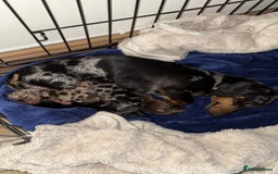 Miniature Dachshund dogs for sale: Miniature dapple Daschunds  - Image 11