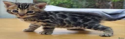 Bengal cats for sale: 🐆 2 BEAUTIFUL TICA BENGAL GIRLS – £1,200 EACH 🐆 - Advert 3