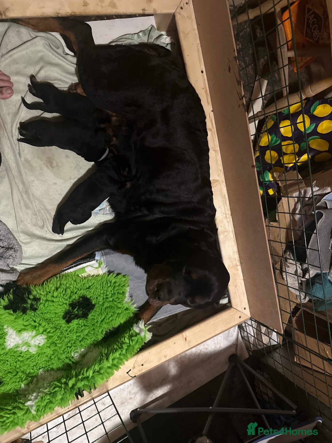 Rottweiler dogs for sale: Rottweiler Puppies  - Image 1