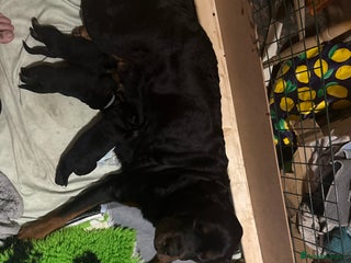 Rottweiler dogs for sale - Advert 1