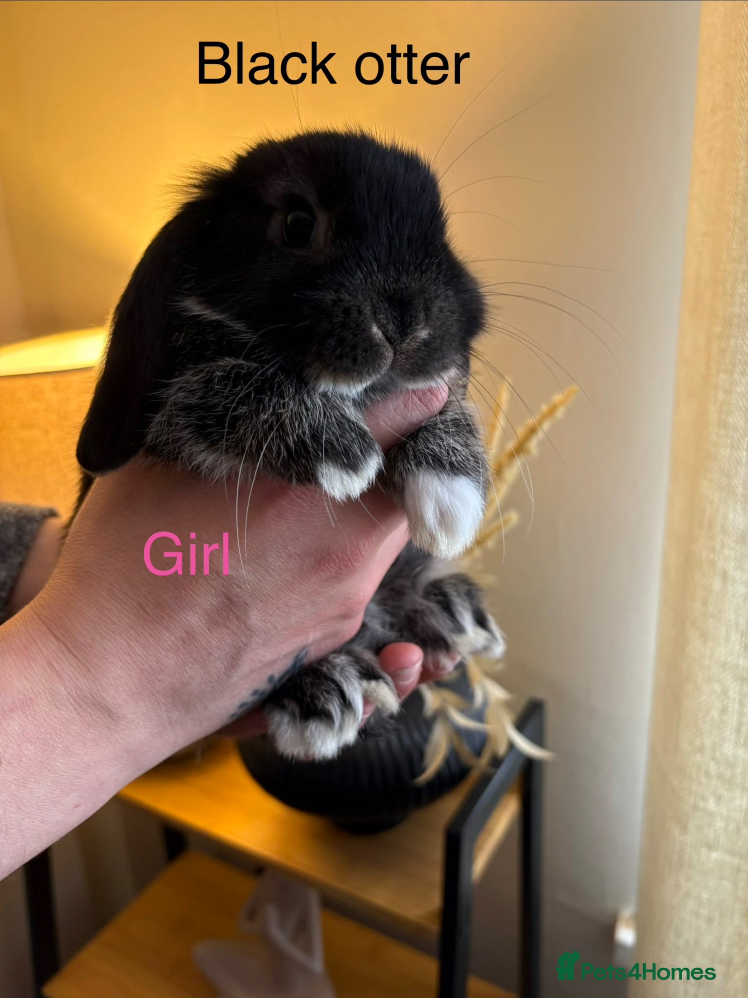 Mini Lop rabbits Beautiful Mini Lop Bunnies - last 2 left  - Advert 1