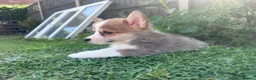 Welsh Corgi Pembroke dogs for sale: REDUCED — Fully Vaccinated Pembroke Welsh Corgi   - Advert 17
