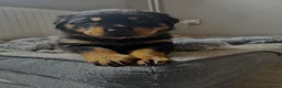 Rottweiler dogs for sale:     Gorgeous Chunky Rottweiler Puppies  - Advert 7