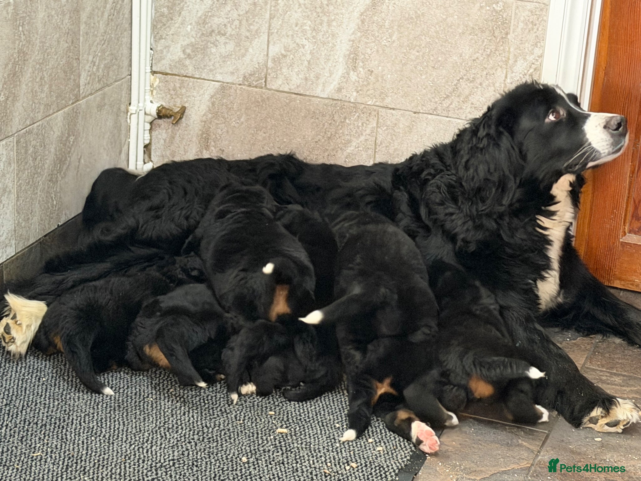 Mixed Breed dogs Labernese puppies for sale - Advert 7