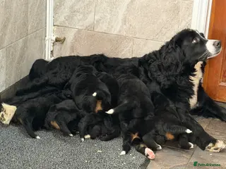 Mixed Breed dogs Labernese puppies for sale - Advert 1