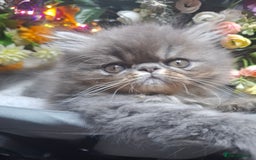 Persian cats for sale: Two beautiful boy kittens  - Image 12