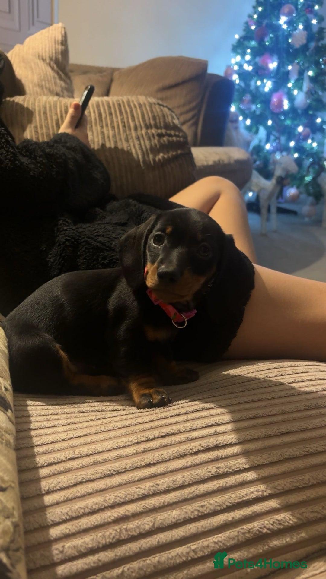 Miniature Dachshund dogs for sale: Black and Tan female miniature dachshund  - Advert 2