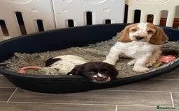 Cocker Spaniel dogs for sale: Ready Now! KC Show Type Cocker Spaniel Pups  - Image 30