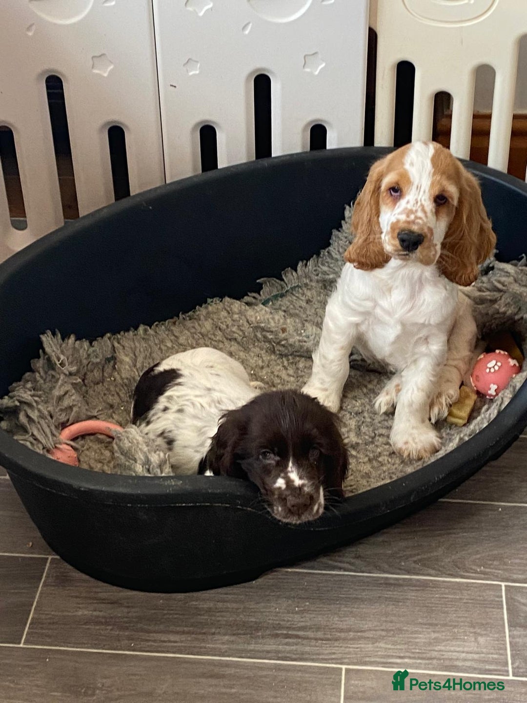 Cocker Spaniel dogs for sale: Ready Now! KC Show Type Cocker Spaniel Pups  - Image 30