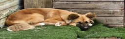 Mixed Breed dogs for sale: Malamute/akita  cross  - Advert 1