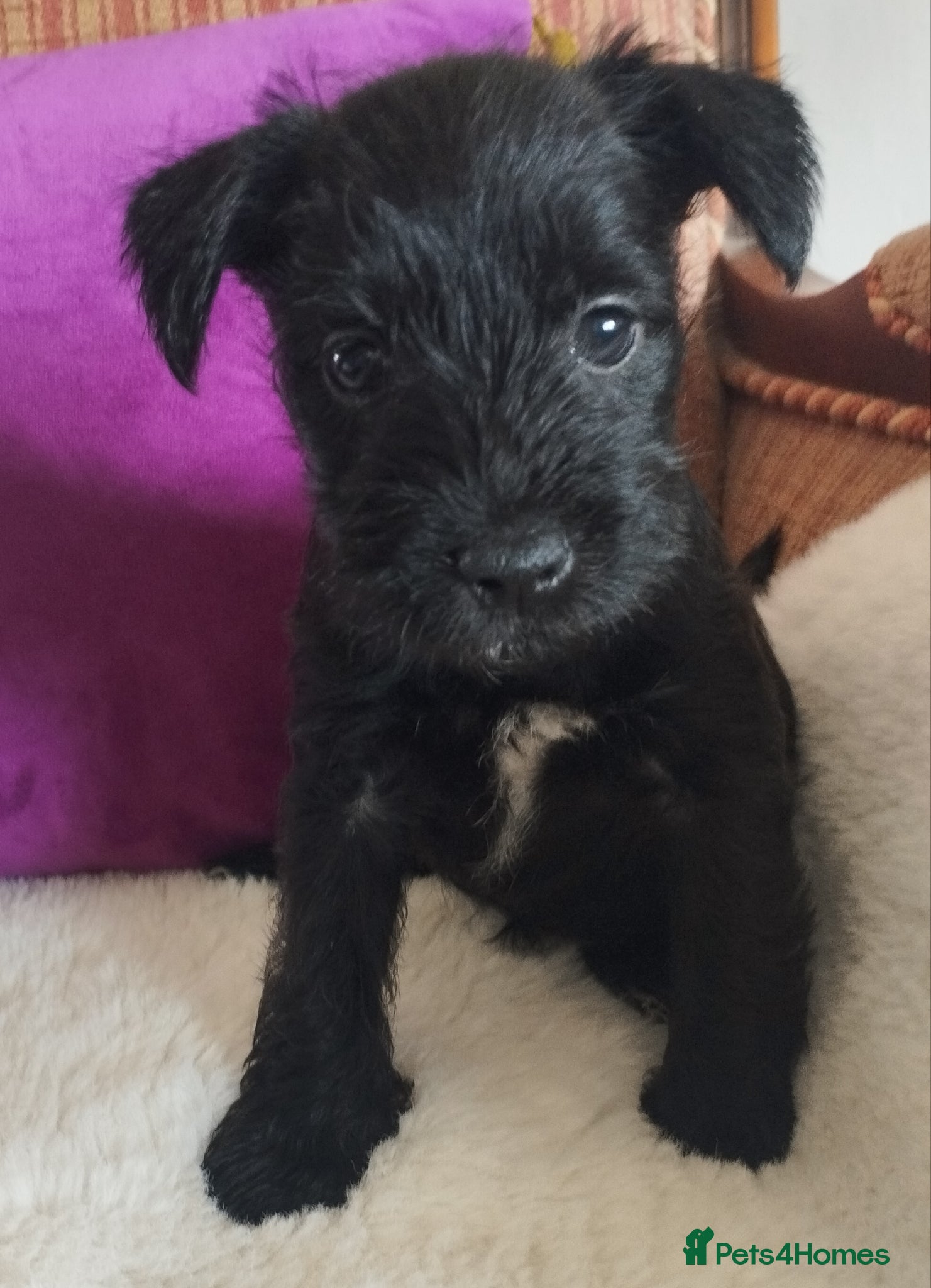 Miniature Schnauzer dogs for sale: Stunning Mini Schnauzers - Advert 2