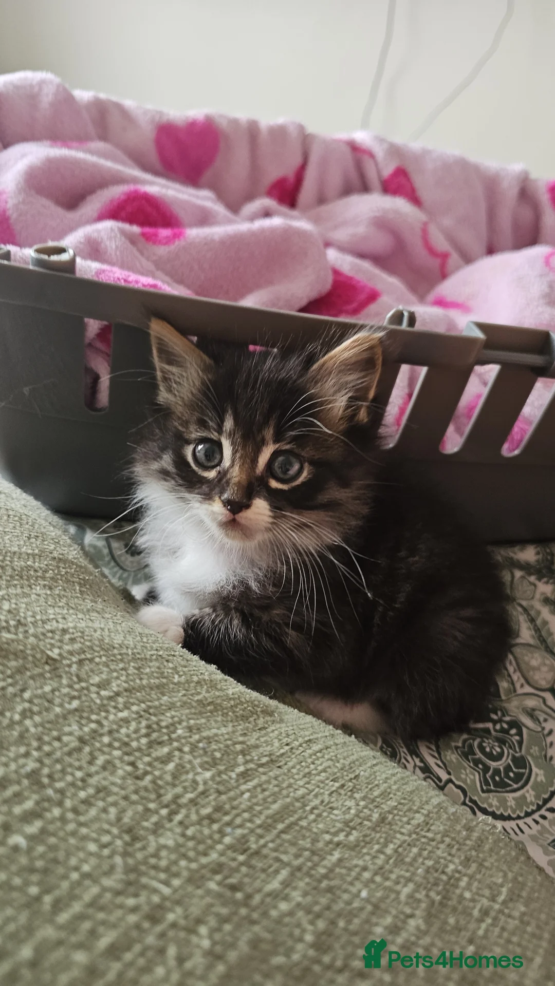 Mixed Breed cats for sale: 3 kittens for sale  - Advert 9