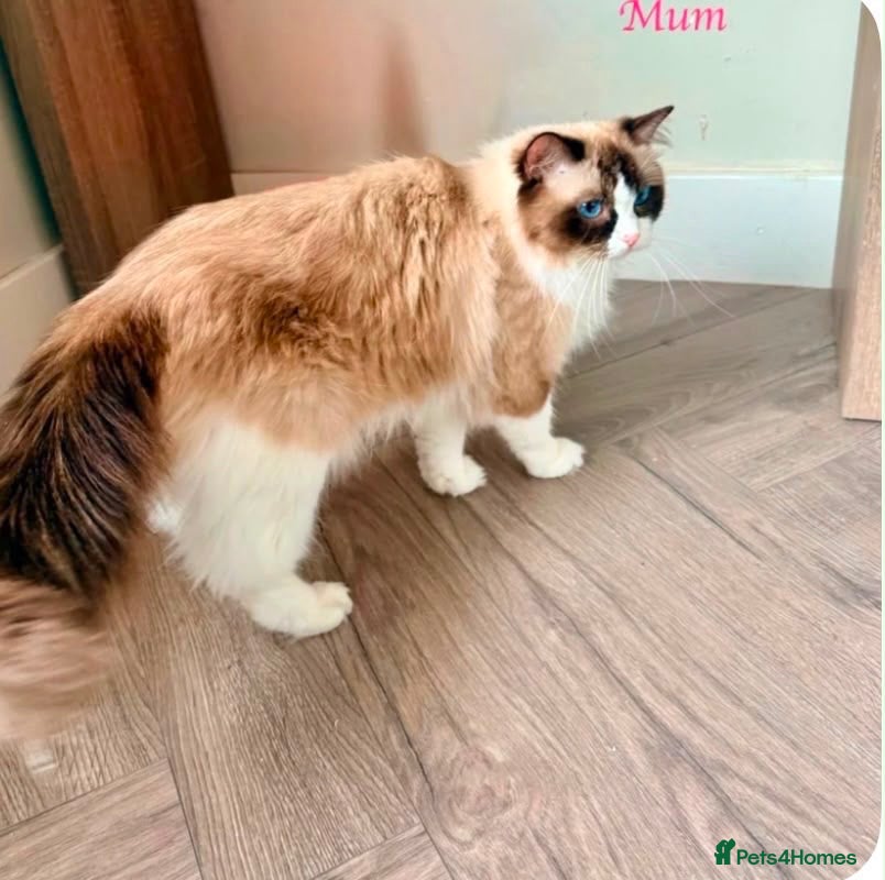 Ragdoll cats TICA REGISTERED CHAMP LINE EU RAGDOLLS✨️🏆 🩷  - Advert 2