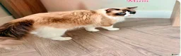 Ragdoll cats for sale: ✨️🏆 🧸🤎ReadyNow Eu ChampLine Tica Reg Ragdolls  - Advert 10