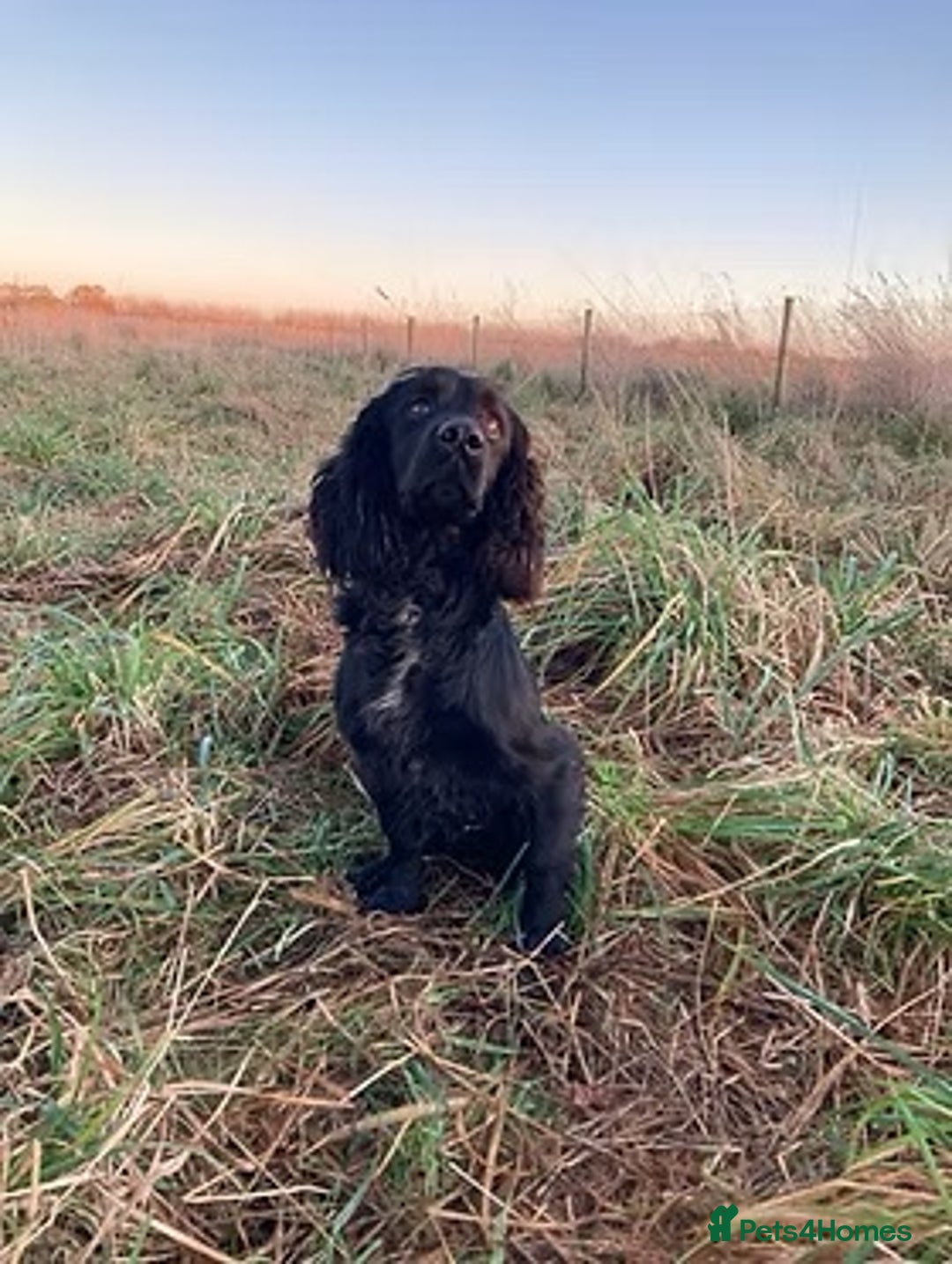 Cocker Spaniel dogs for sale: Cocker Spaniel puppies - Advert 12