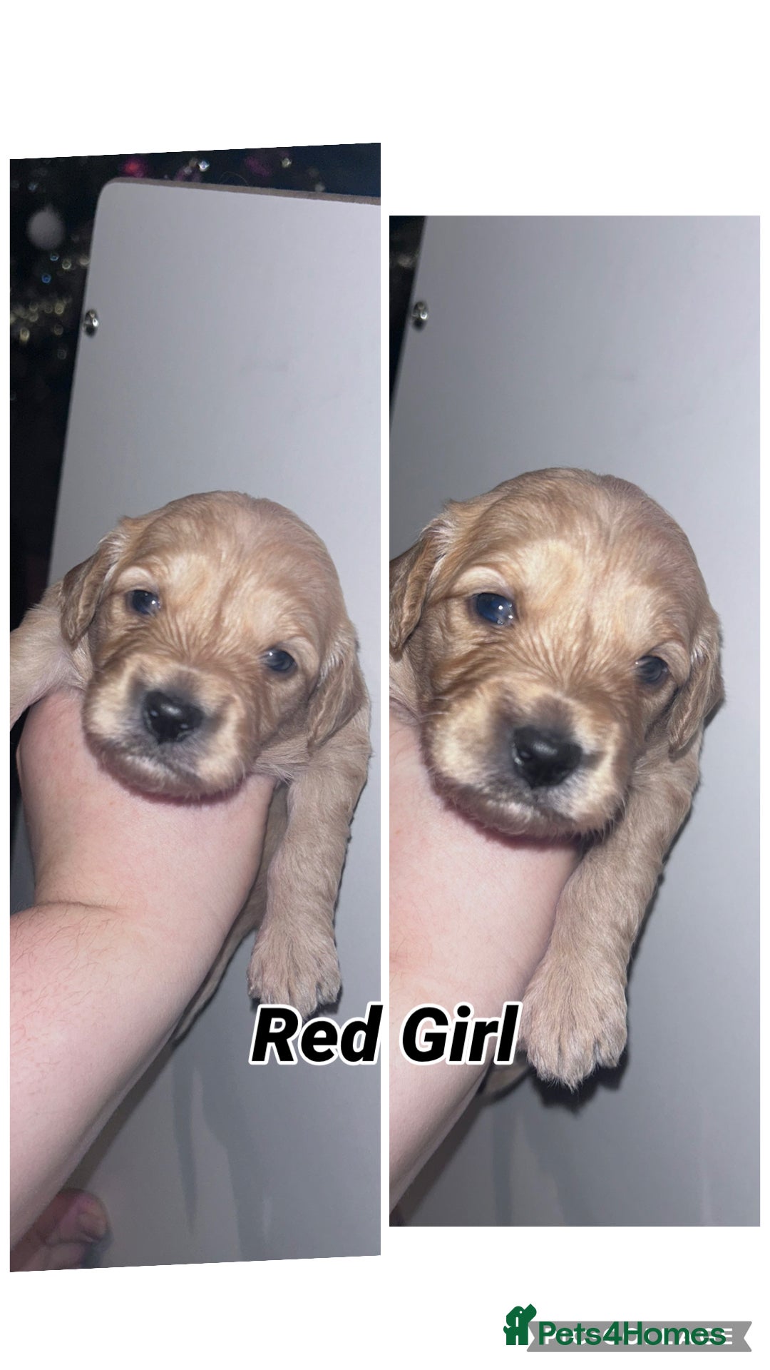 Goldendoodle dogs for sale: F1 mini Goldendoodles - Advert 17