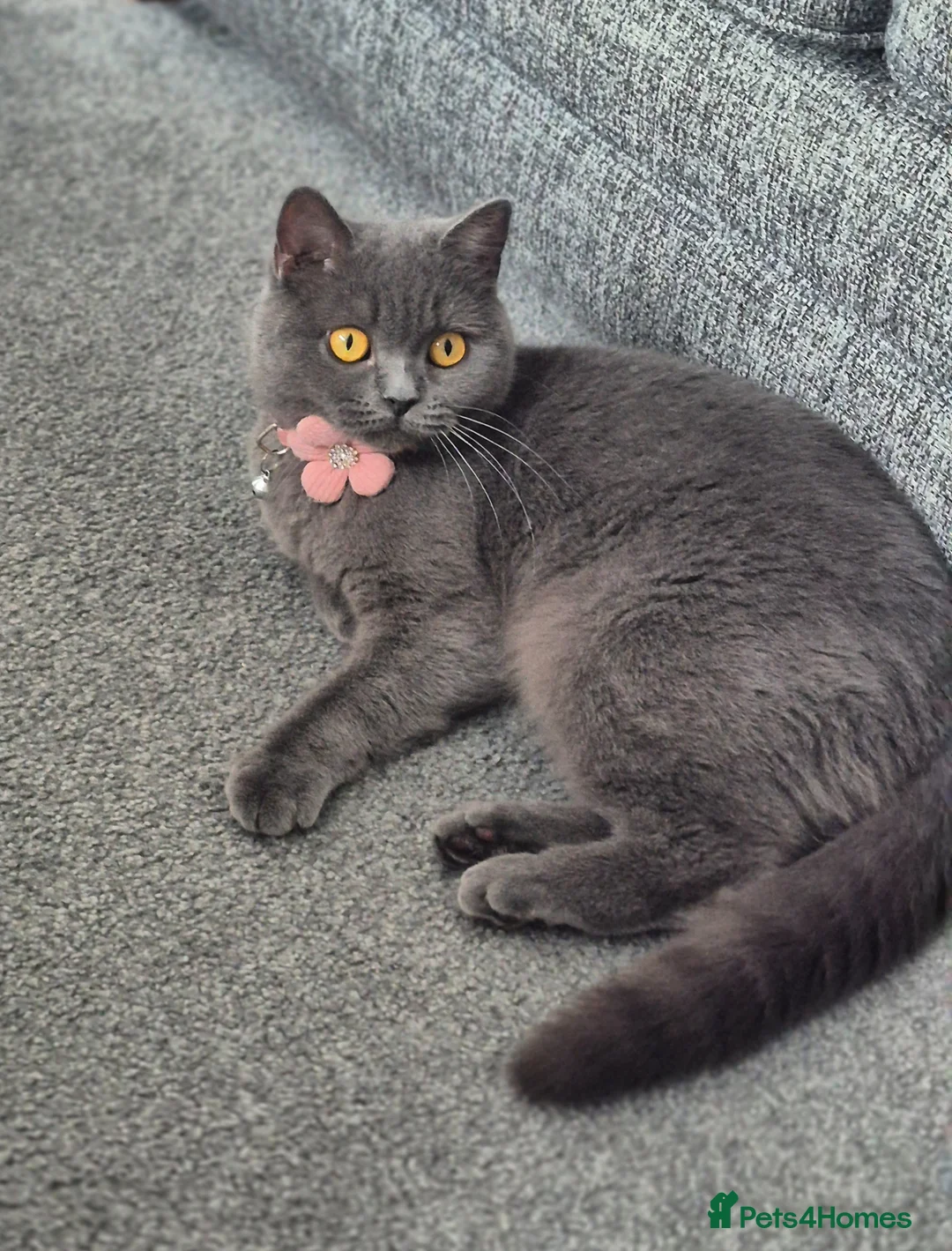 British Shorthair cats for sale: British blue girl - Advert 2