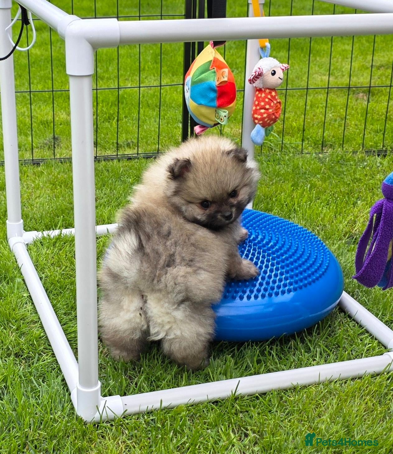 Pomeranian dogs Beautiful sable girl  - Advert 1