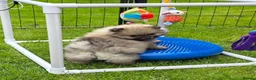 Pomeranian dogs for sale: Beautiful sable girl  - Advert 13
