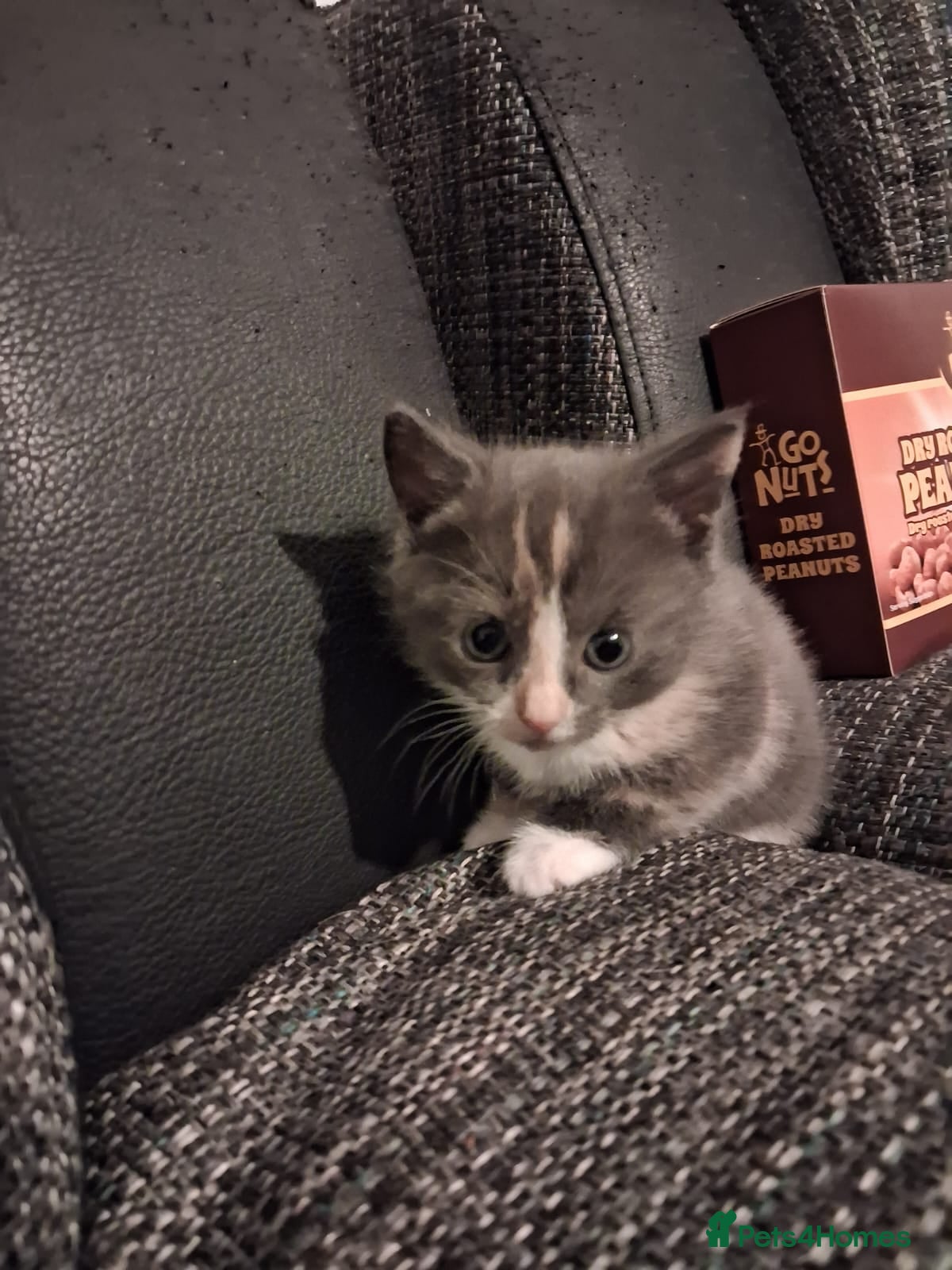 Mixed Breed cats Little girl ready to leave anytime from today  - Advert 3