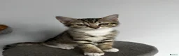 Mixed Breed cats for sale: 5 Beautiful friendly kittens - Advert 7