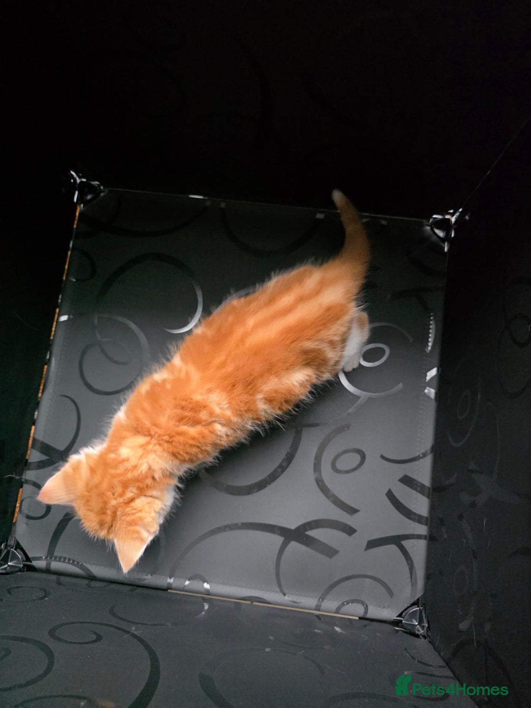 British Shorthair cats for sale: Rare ginger females. 1 male. British shorthair - Advert 25