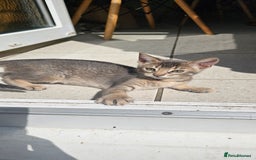 Mixed Breed cats for sale: Abyssinian x Snow Bengal  - Image 24