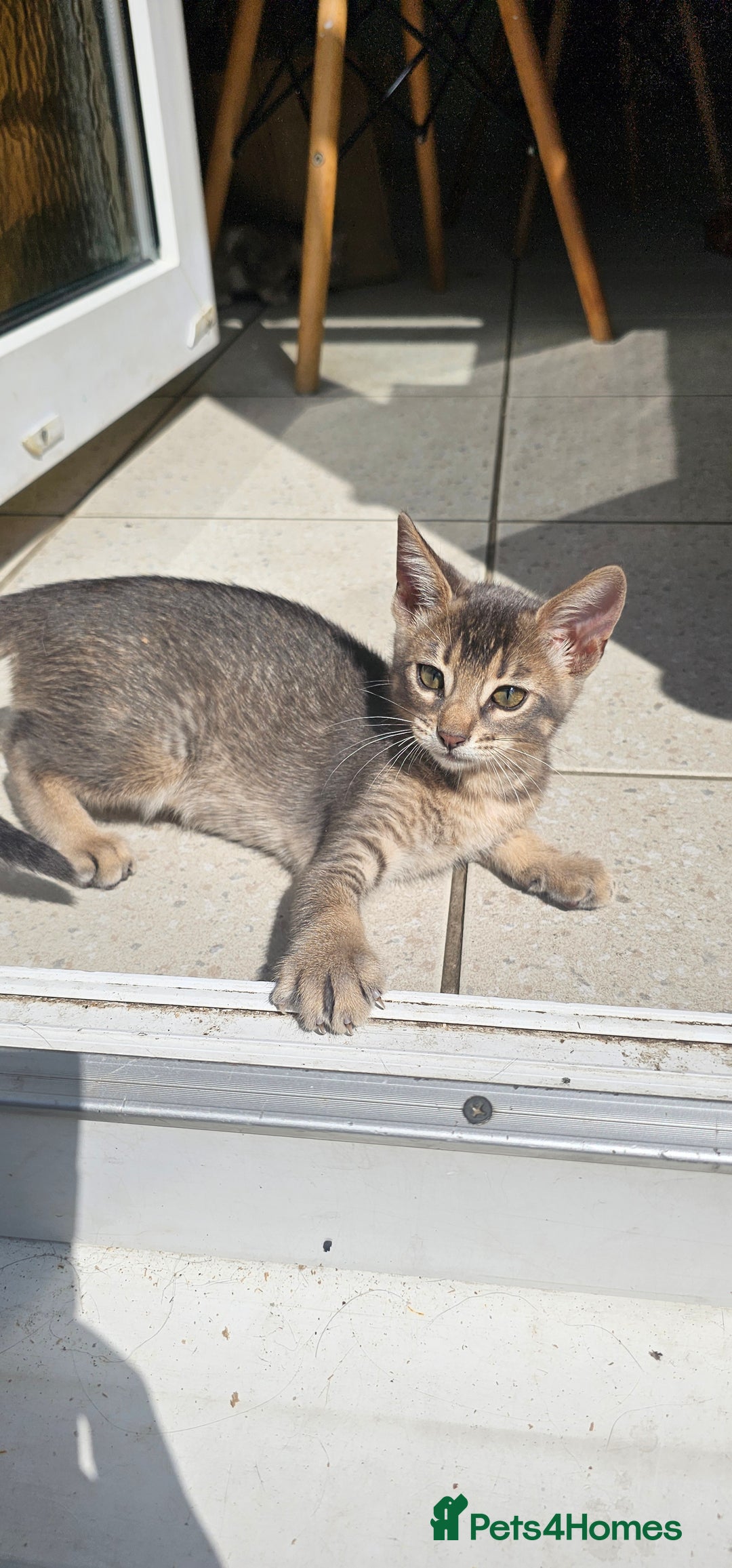Mixed Breed cats for sale: Abyssinian x Snow Bengal  - Image 24